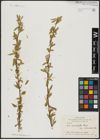 Foto von Salix acmophylla Boiss.